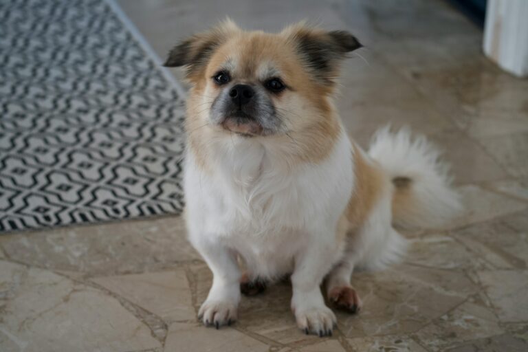 Busy Dog Owners: Proven Ways to Reinforce Training