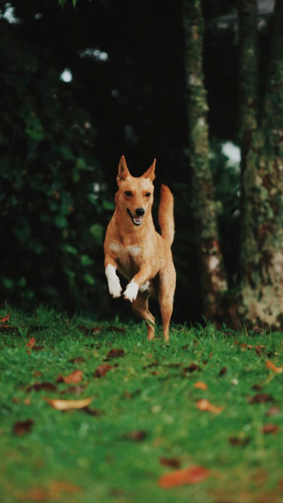 Dog Parks vs. Structured Play: What’s Better for Training?