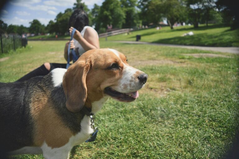 Dog Parks vs. Structured Play: What’s Better for Training?