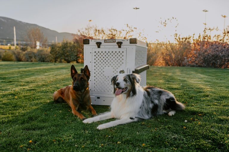 Crate Training 101: The Simple Positive Approach