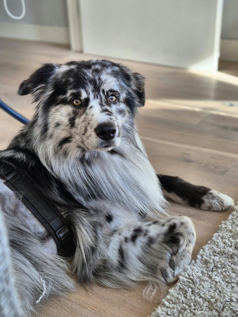 Busy Dog Owners: Proven Ways to Reinforce Training