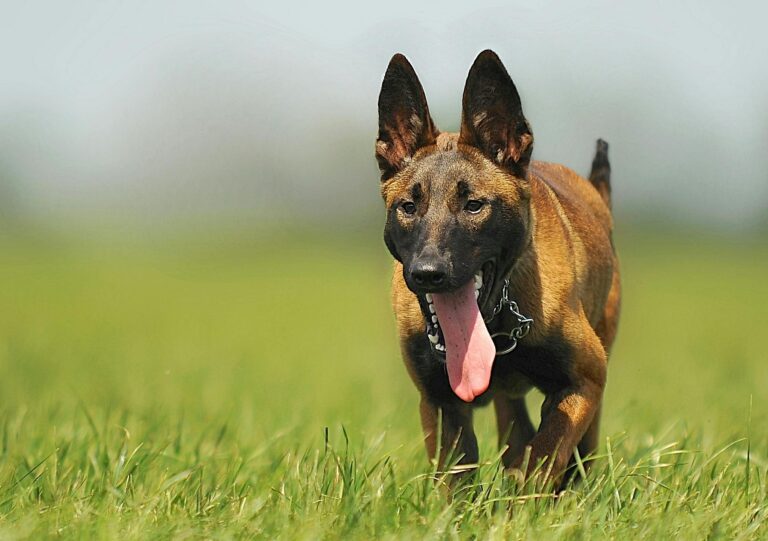 Obedience Training: A Powerful Lifelong Journey