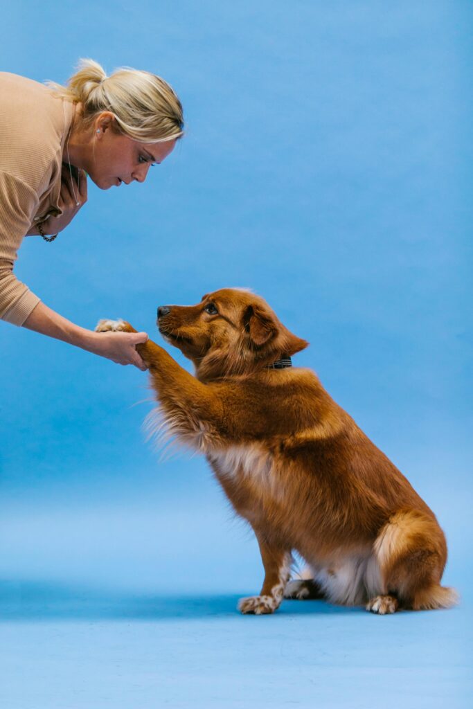 Obedience Training: A Powerful Lifelong Journey