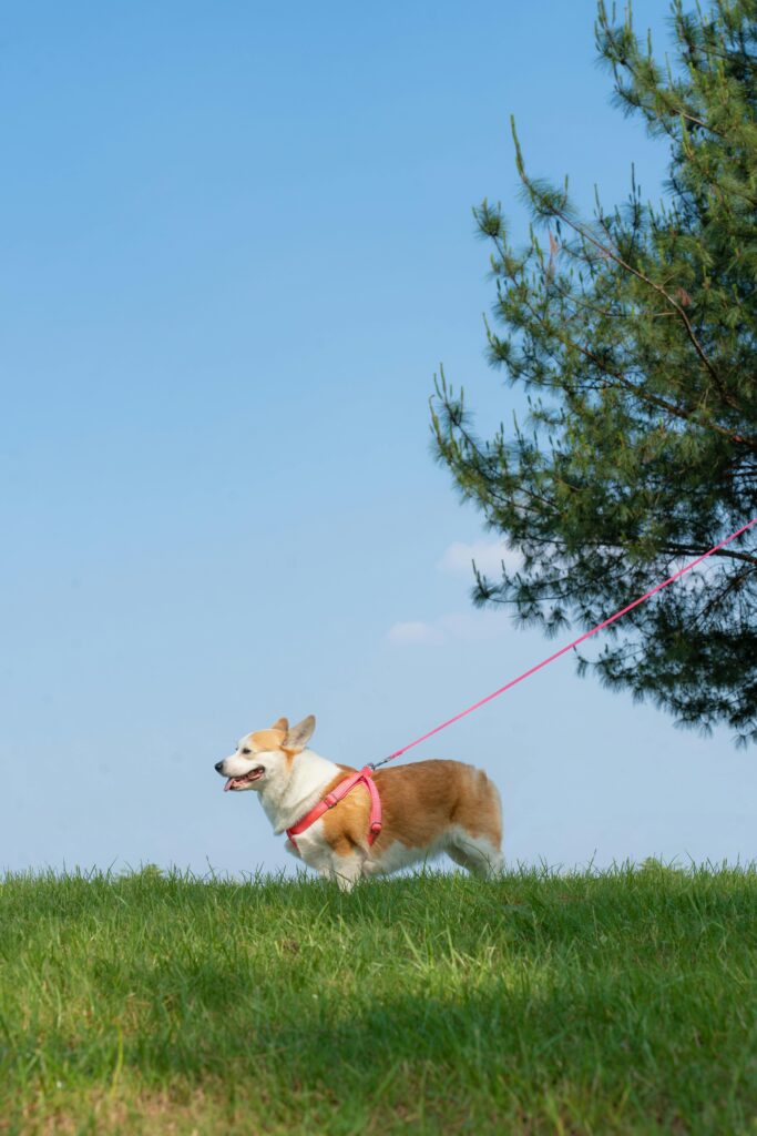 Leash Reactivity: Powerful Causes, Fixes, & Myths Explained