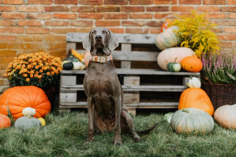 Spooky Halloween with Dogs: Fun Costumes, Candy, and Chaos