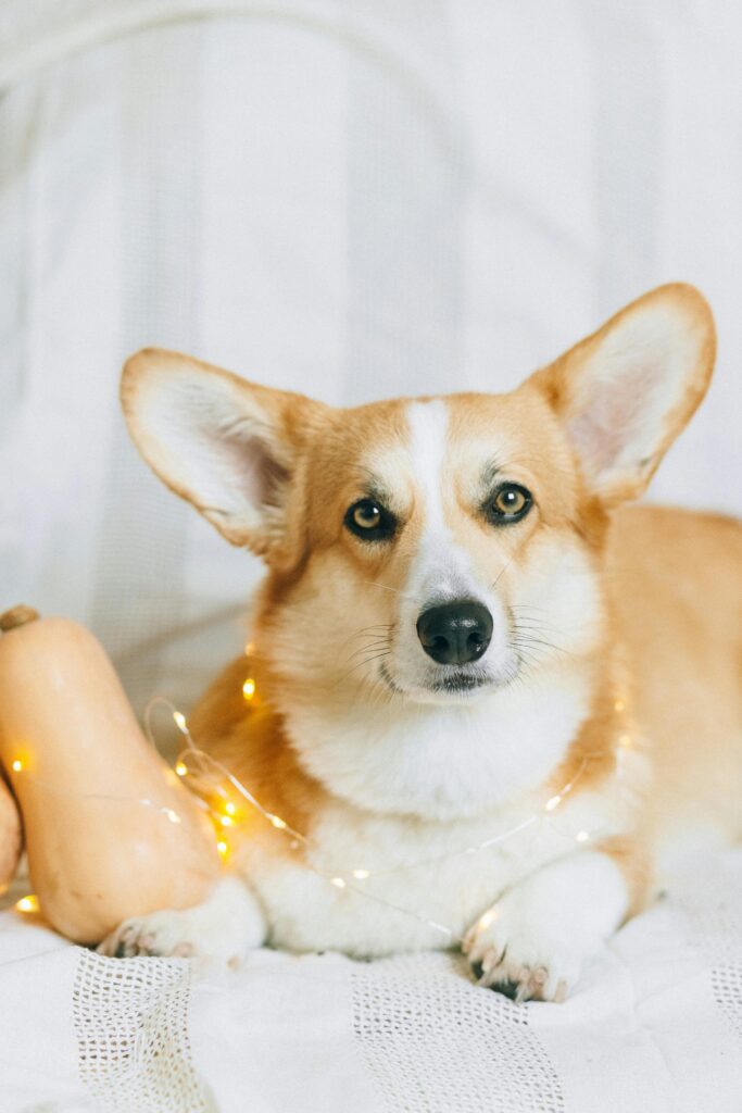 Spooky Halloween with Dogs: Fun Costumes, Candy, and Chaos