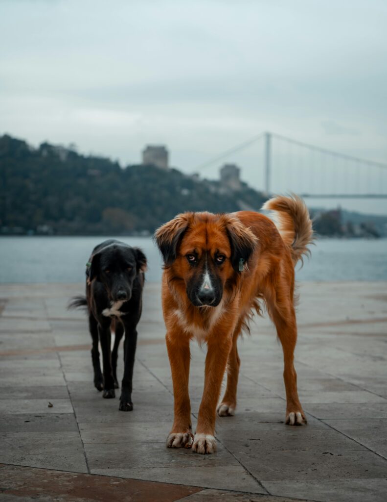 Multi-Dog Success: Expert Training Tips for a Happy Pack
