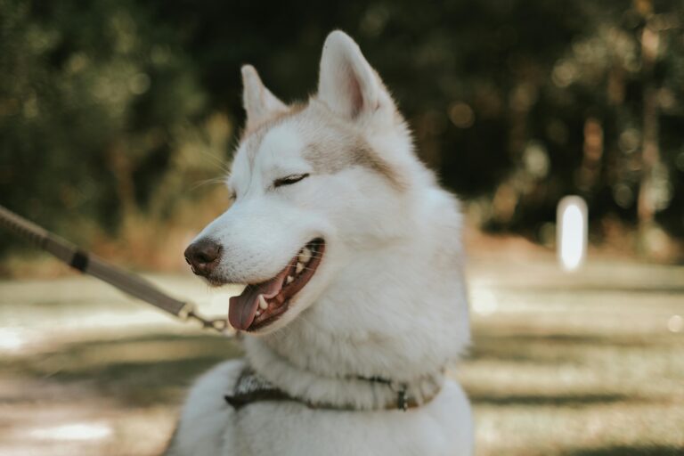 Leash Reactivity: Powerful Causes, Fixes, & Myths Explained