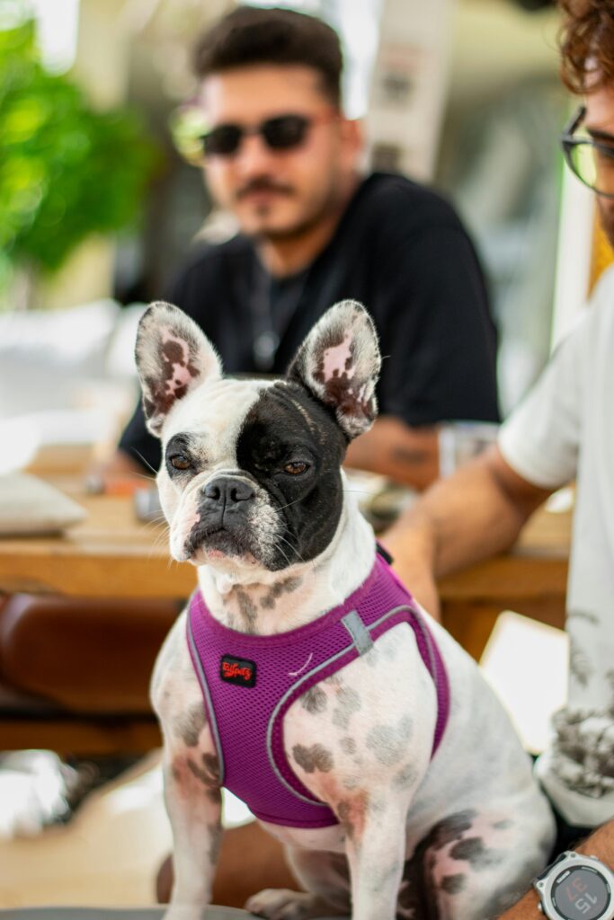 Veterans Special: The Incredible Impact of Dog Training on PTSD 