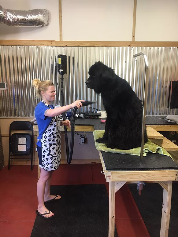 Yarwood Kennels grooming area. Dog Boarding and Daycare.