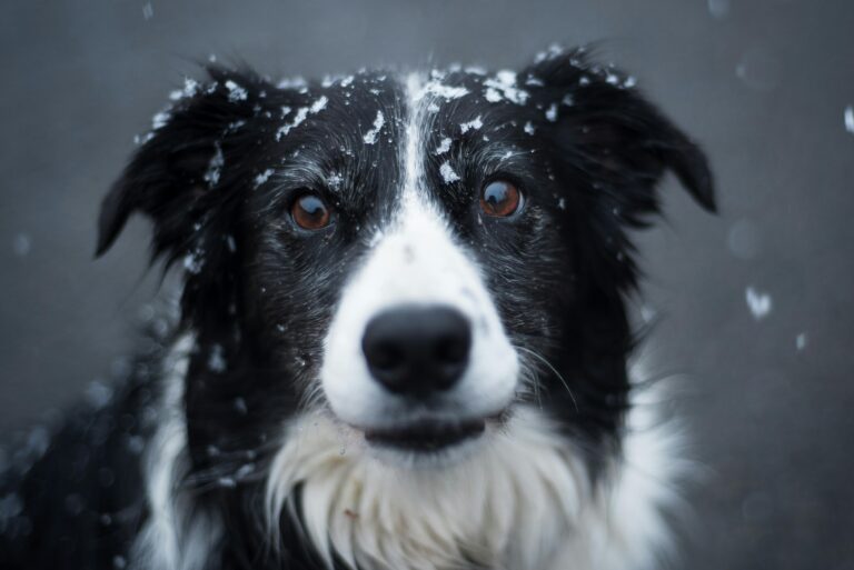 Winter Dog Training: Why Cold Months Are Perfect for Maximum Progress