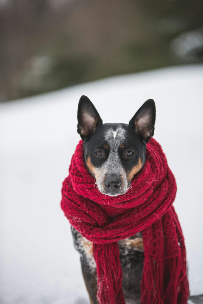 Winter Dog Training: Why Cold Months Are Perfect for Maximum Progress