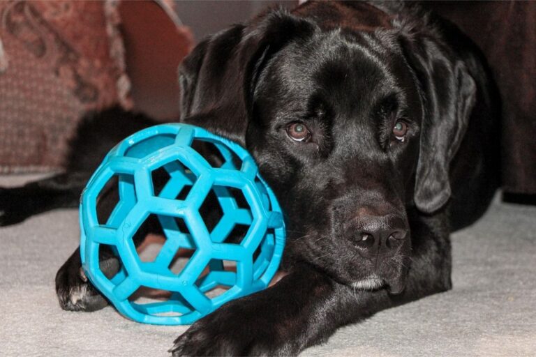 Winter Woofs: Unleashing Fun Indoor Activities for Your Dog