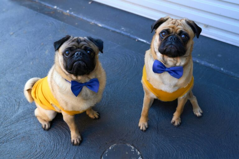 The Hidden Dangers of Dressing Your Dog: What Every Pet Owner Should Know