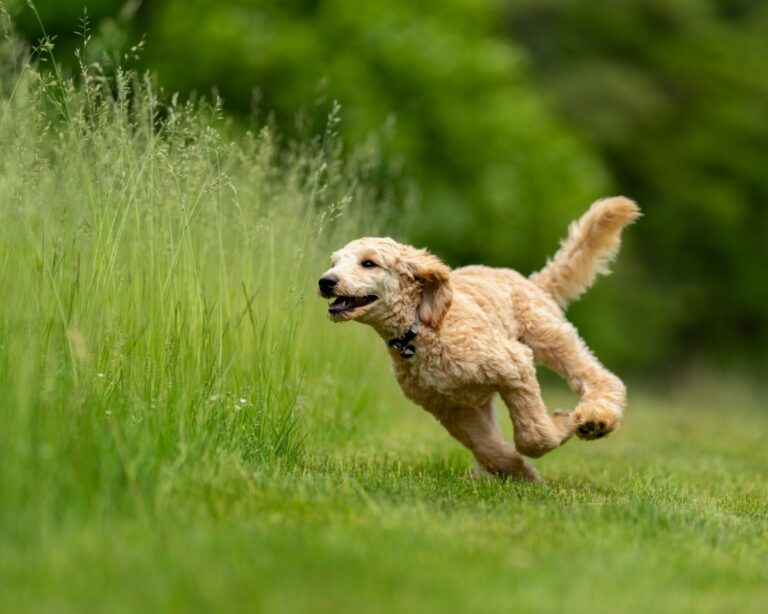 Unleashing Potential: The Life-Changing Benefits of Off-Leash Dog Training