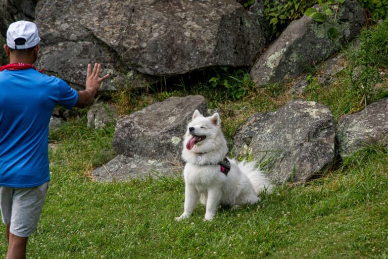 Unleashing the Truth: Debunking the Biggest Shocking Myths About Off-Leash Dog Training