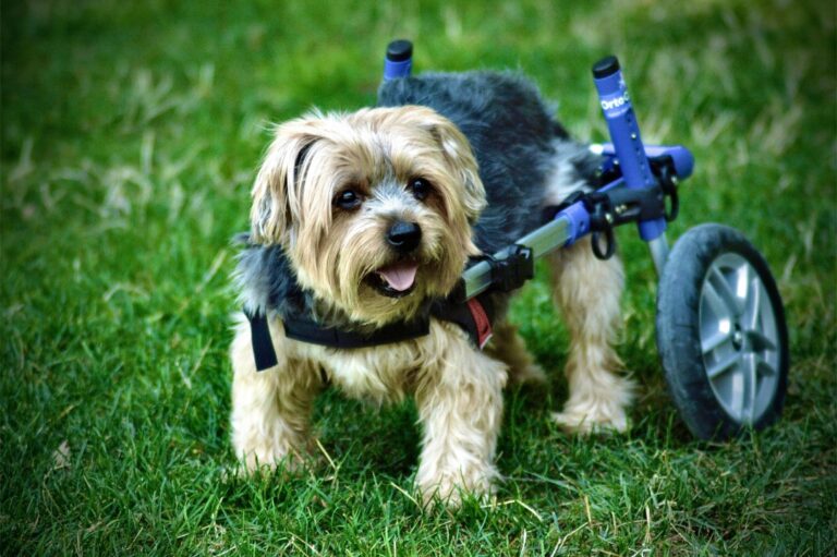 Effective Training Techniques for Special Needs Dogs : Unlocking Potential