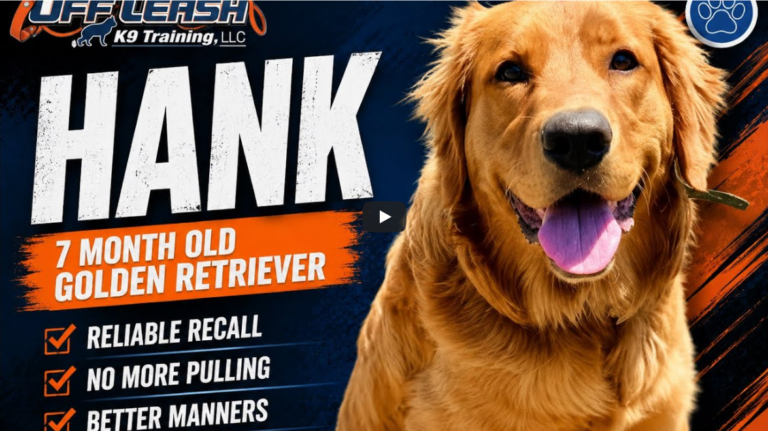 Hank the Golden Retriever practicing recall and puppy manners during dog training in Dayton Ohio.