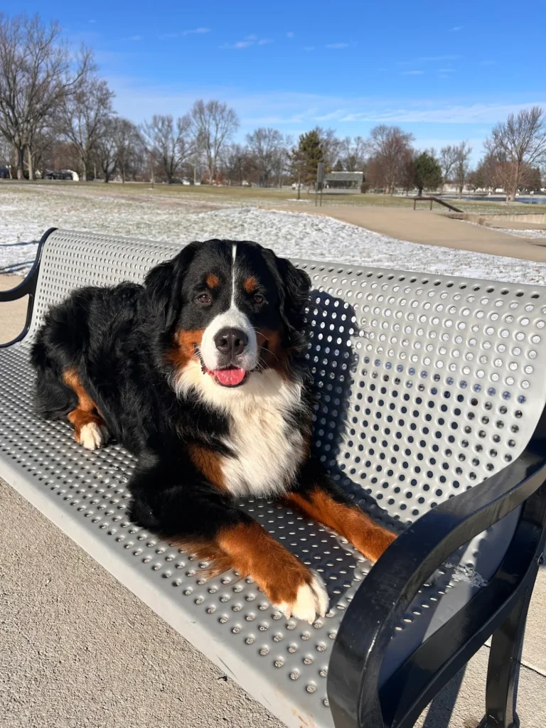 Bernese Mountain Dog practicing recall, leash manners, and door manners during structured dog training in Dayton, OH