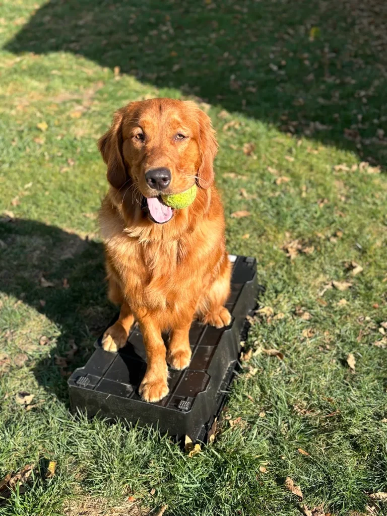 Copper is working on obedience training in Dayton, OH, while building better focus, stronger listening skills, and improved everyday manners.`