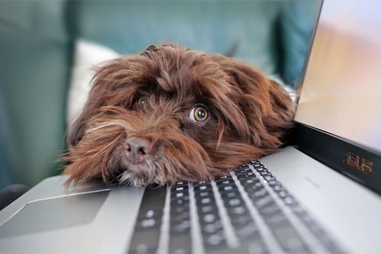 Achieve Amazing Results with Professional Training Videos from Sit Stay Learn