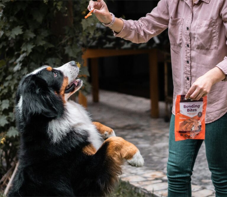 Paw-sitive Progress: The Future of Dog Training Through Innovation and Technology