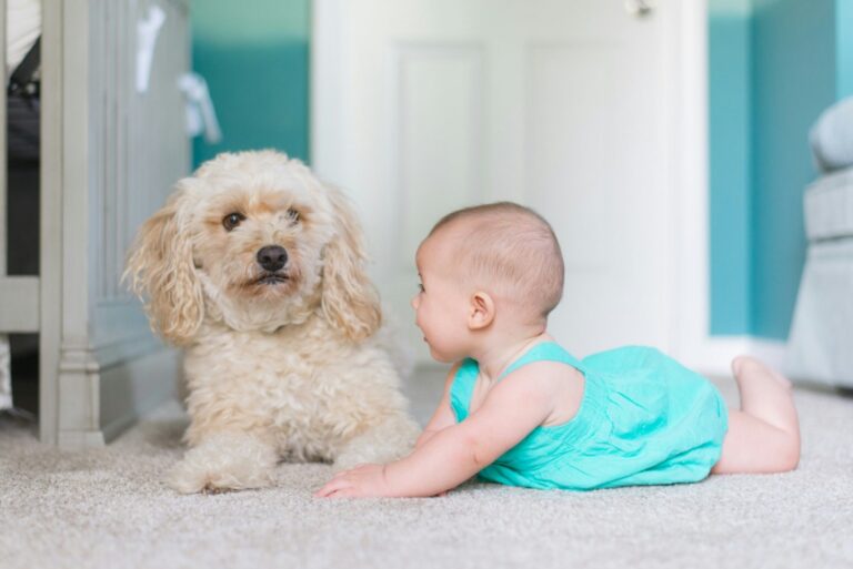 Teaching Kids to Safely Connect with Dogs: Essential Tips for Responsible Interaction
