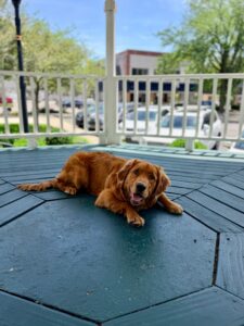 Are golden retrievers easy to train? Dog lying on deck