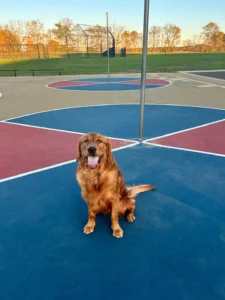 At What Age Can You Start Training a Puppy? The Ultimate Guide to Amazing Results!