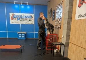 At What Age Can You Start Training a Puppy? The Ultimate Guide to Amazing Results!