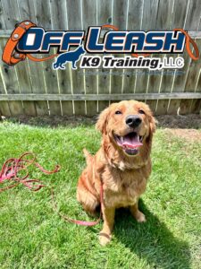 At what age can you start training a puppy, dog sits on lawn