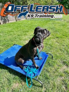 How Much Is Dog Obedience Training? The Ultimate Dayton, Ohio Cost Guide to the Best Value!
