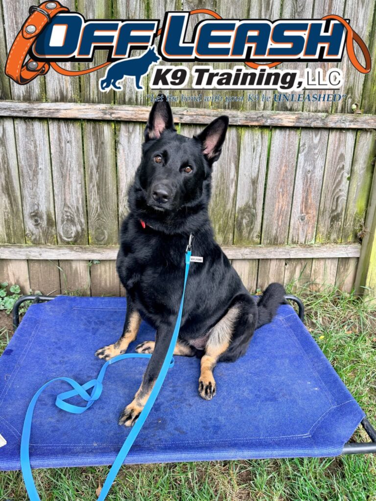 How Much Is Dog Obedience Training? The Ultimate Dayton, Ohio Cost Guide to the Best Value!