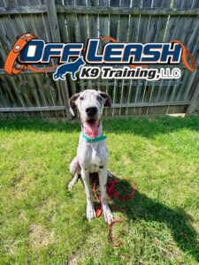 dog-obedience-training-cost-great-dane