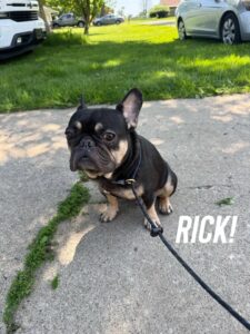 French Bulldog on leash outdoors for potty training