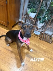 How do dogs learn to sit calmly indoors like Marvin