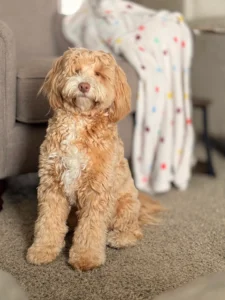How Long Does It Take to Train a Puppy? The Ultimate Guide to Amazing Results!
