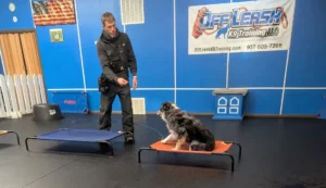 How long does it take to train a puppy, dog on an orange cot