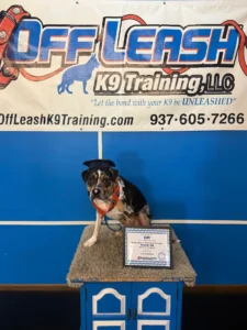 How Much Is Dog Training? The Ultimate Guide to the Best Programs and Prices!