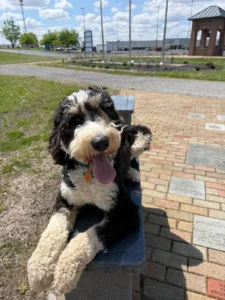 How Much Is Dog Training? The Ultimate Guide to the Best Programs and Prices!