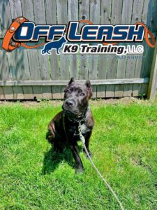 How to potty train an older dog, a leashed dog sits on grass