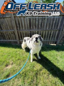 How to Train a Dog to Pee Outside: Proven Tips to Stop Frustrating Accidents!