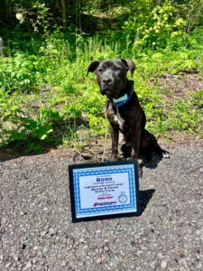 How to Train a Dog to Pee Outside: Proven Tips to Stop Frustrating Accidents!